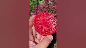 Afbeeldingsresultaat voor millionaire tomato