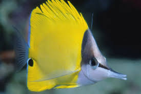 Image result for Eumegistus illustris