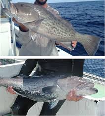 Image result for Mycteroperca microlepis