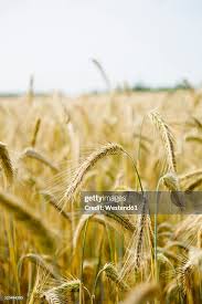 Image result for Secale cereale