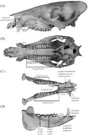 Attēlu rezultāti vaicājumam “Cribraria piriformis young”