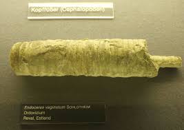 Attēlu rezultāti vaicājumam “Endoceras”