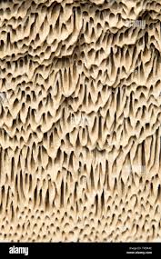 Attēlu rezultāti vaicājumam “Coriolopsis trogii”