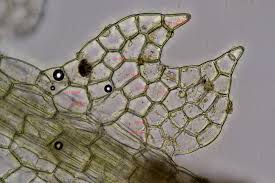 Attēlu rezultāti vaicājumam “Cephalozia catenulata”