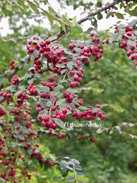 Attēlu rezultāti vaicājumam “Cotoneaster multiflorus fruit”