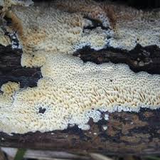 Attēlu rezultāti vaicājumam “Antrodiella semisupina”