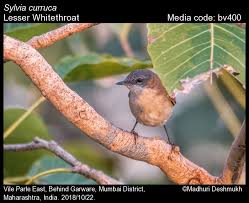 Attēlu rezultāti vaicājumam “Sylvia curruca”