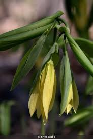 Attēlu rezultāti vaicājumam “Uvularia grandiflora”