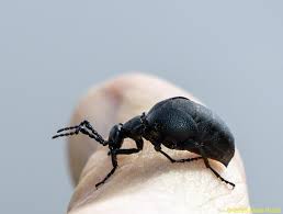 Attēlu rezultāti vaicājumam “Meloe sp.”