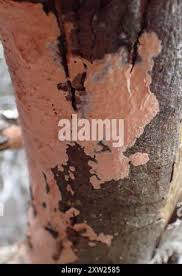 Attēlu rezultāti vaicājumam “Corticium roseum”