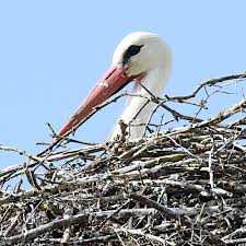 Attēlu rezultāti vaicājumam “Ciconia ciconia juvenile”