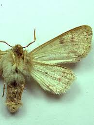 Attēlu rezultāti vaicājumam “Orthosia miniosa imago”