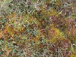 Attēlu rezultāti vaicājumam “Palustriella falcata”