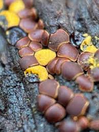 Attēlu rezultāti vaicājumam “Perichaena corticalis macro”