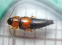 Attēlu rezultāti vaicājumam “Tachyporus sp.”