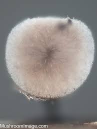 Attēlu rezultāti vaicājumam “Lamproderma pseudomaculatum”