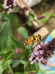 Attēlu rezultāti vaicājumam “Arctophila superbiens”