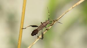 Attēlu rezultāti vaicājumam “Alydus calcaratus imago”