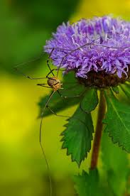 Attēlu rezultāti vaicājumam “Phalangium opilio”