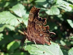 Attēlu rezultāti vaicājumam “Polygonia c-album upperside”