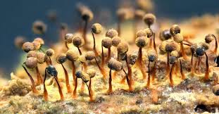 Attēlu rezultāti vaicājumam “Physarum viride var. incanum macro”