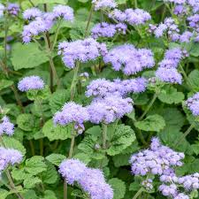 Image result for Ageratum houstonianum