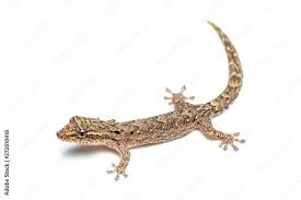 Attēlu rezultāti vaicājumam “Liocola lugubris”