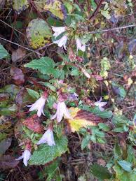 Attēlu rezultāti vaicājumam “Campanula trachelium flower”