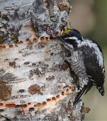 Attēlu rezultāti vaicājumam “Picoides tridactylus”