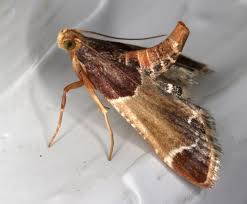 Attēlu rezultāti vaicājumam “Pyralididae”