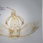 Attēlu rezultāti vaicājumam “Lampropteryx suffumata”