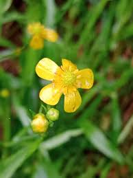 Attēlu rezultāti vaicājumam “Ranunculus flammula”