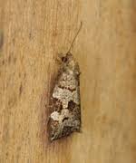 Attēlu rezultāti vaicājumam “Dichelia histrionana”