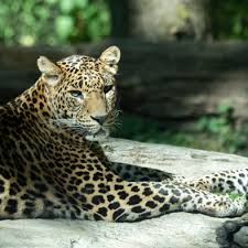 Afbeeldingsresultaat voor panters