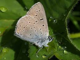 Attēlu rezultāti vaicājumam “Lycaena hippothoe underside”