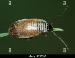 Attēlu rezultāti vaicājumam “Isomira murina”