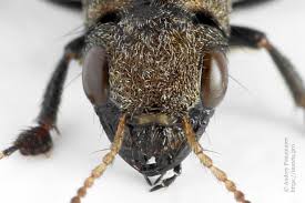 Attēlu rezultāti vaicājumam “Ontholestes murinus”