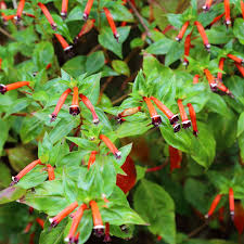 Image result for Cuphea ignea