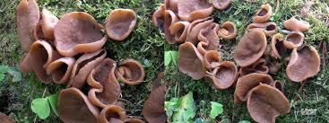 Attēlu rezultāti vaicājumam “Discina perlata”