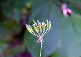 Attēlu rezultāti vaicājumam “Anthriscus”