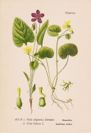 Attēlu rezultāti vaicājumam “Viola uliginosa”