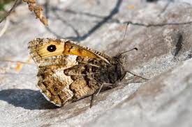 Attēlu rezultāti vaicājumam “Hipparchia semele”