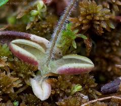 Attēlu rezultāti vaicājumam “Pinguicula vulgaris fruit”
