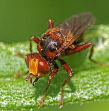 Attēlu rezultāti vaicājumam “Sicus ferrugineus”