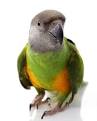 Senegal Parrots | Parrot Photos