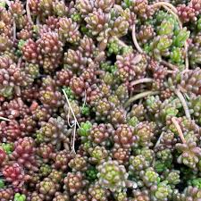Image result for Sedum album `Coral Carpet`
