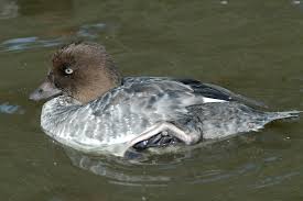 Attēlu rezultāti vaicājumam “Bucephala clangula”