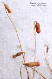 Attēlu rezultāti vaicājumam “Bryum argenteum sporophyte”