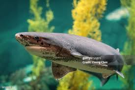 Image result for Notorynchus cepedianus