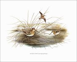 Attēlu rezultāti vaicājumam “Gallinago gallinago nest”